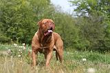 DOGUE DE BORDEAUX 058